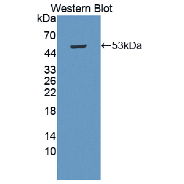 发动蛋白2(DNM2)多克隆抗体