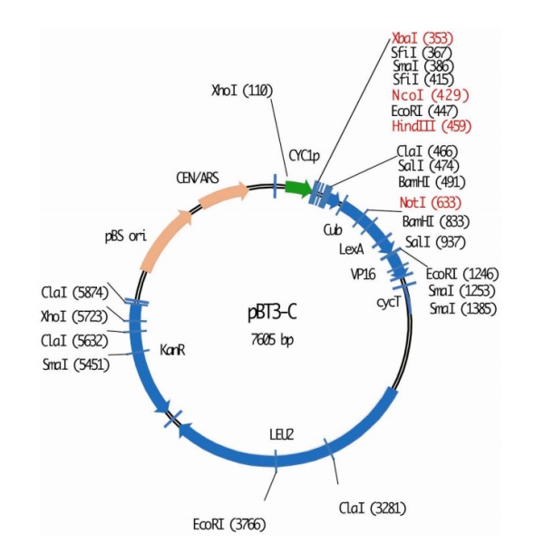 pBT3-C膜蛋白双杂交质粒
