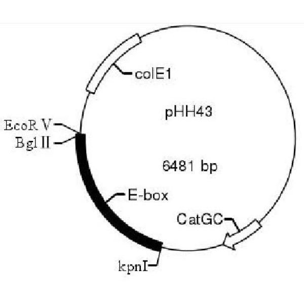 pHH43大肠杆菌菌蜕制备质粒