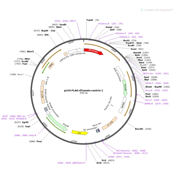 pLVX-AcGFP1-N1慢病毒表达质粒
