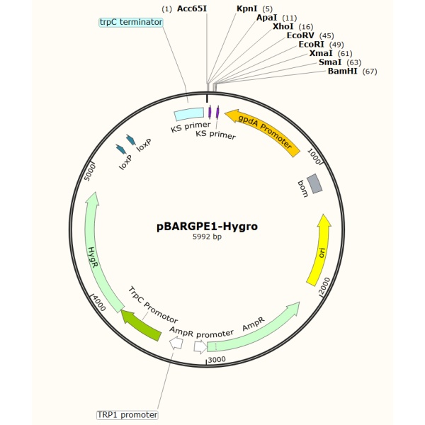 pBARGPE1-Hygro真菌表达质粒