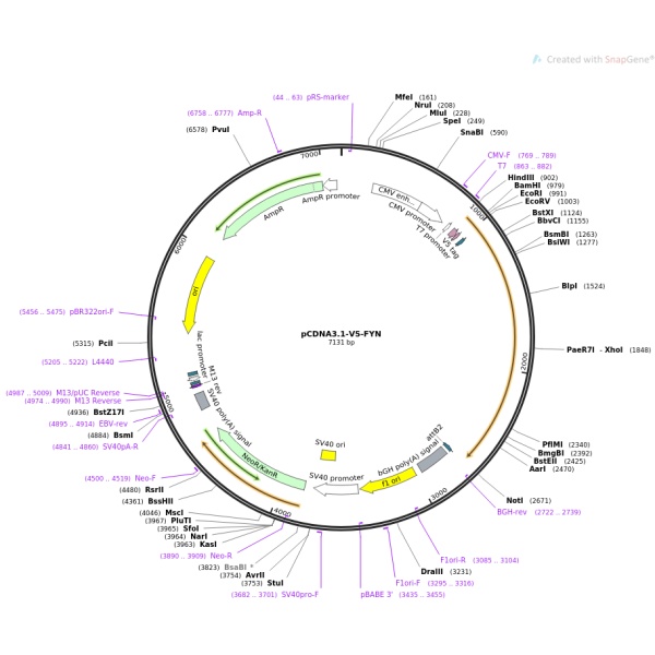 pCDNA3.1-3×HA-IKK-p猪源基因质粒