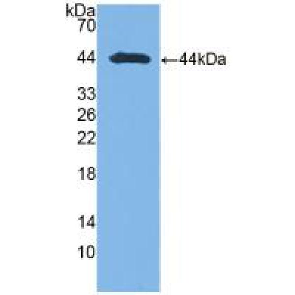 泛素A52残留核糖体蛋白融合产物1(UBA52)多克隆抗体
