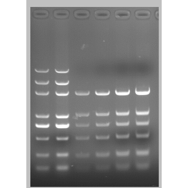 pDL2000 DNA Marker制备质粒