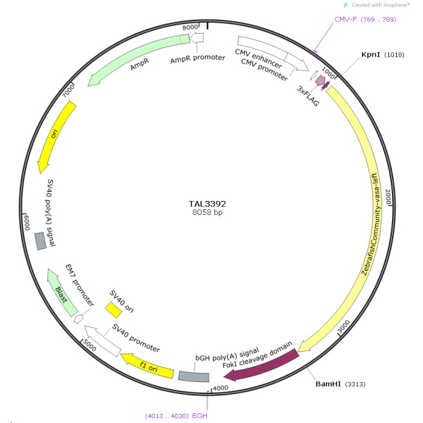 TAL3392斑马鱼基因质粒