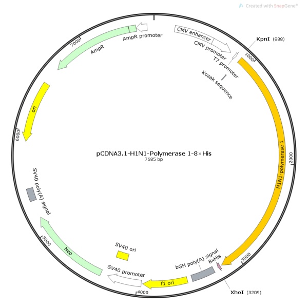 pCDNA3.1-H1N1-Polymerase 1病毒基因质粒