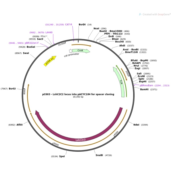 pC003 - LshC2C2 locus into pACYC184 for spacer cloning