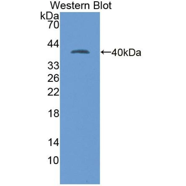 布皮质素1(BEST1)多克隆抗体