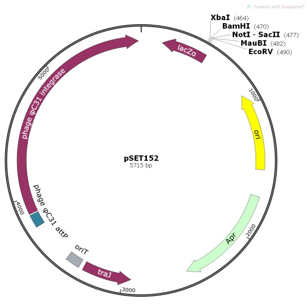 pSET152链霉菌表达质粒