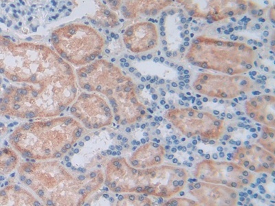 干扰素诱导T-细胞&#945;亚族趋化剂(ITaC)多克隆抗体