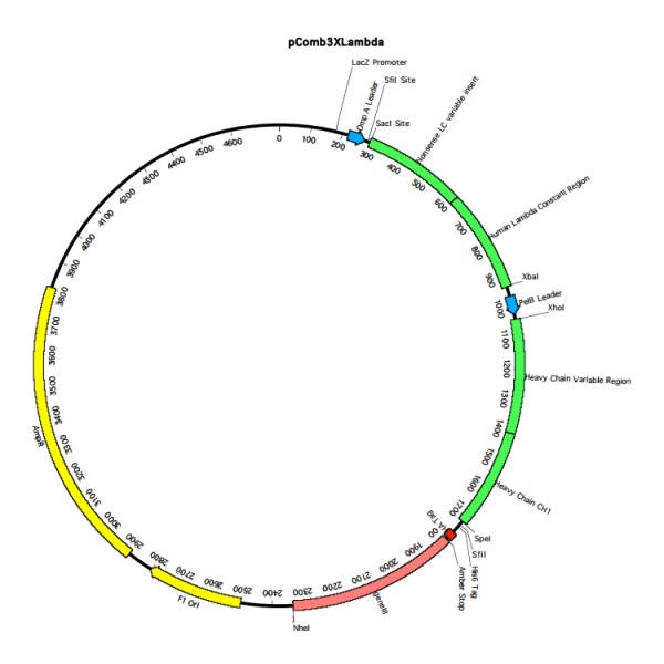 pComb3XLambda噬菌体展示质粒