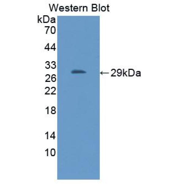 脂筏特征蛋白2(FLOT2)多克隆抗体