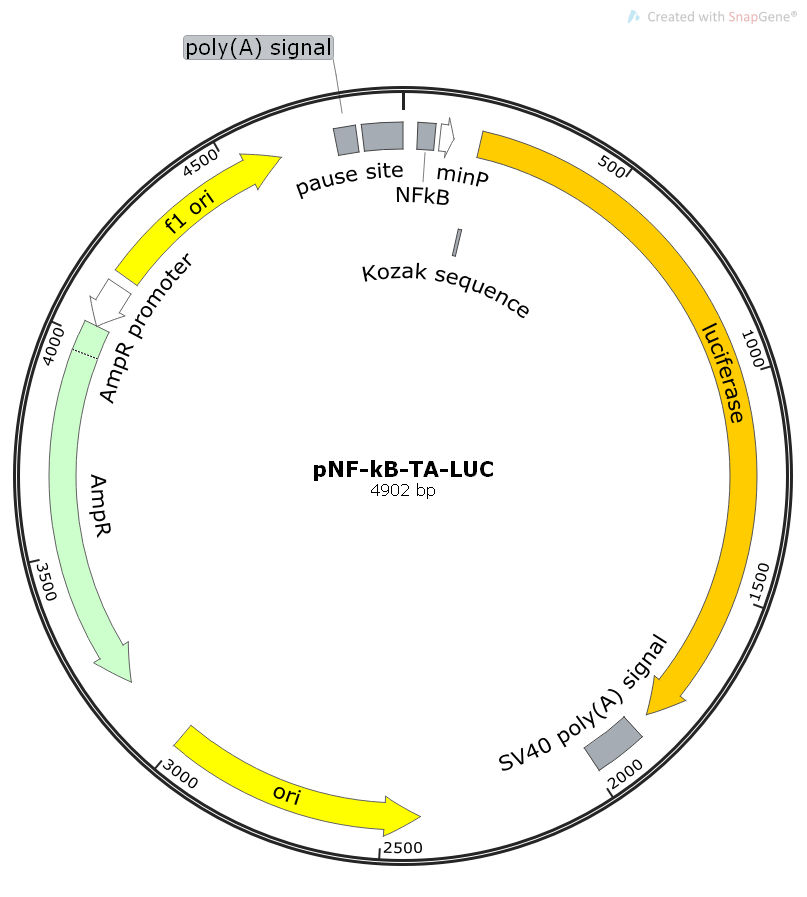 pnf-kb-ta-luc哺乳報告質粒_價格_上海欽誠生物科技有限公司