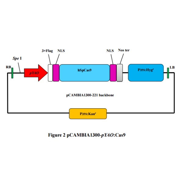 pCAMBIA1300-pYAO-cas9植物编辑质粒