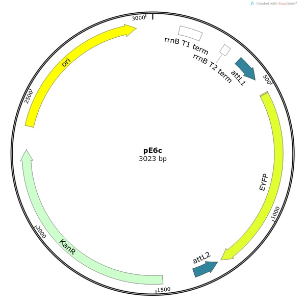 pE6c荧光基因质粒
