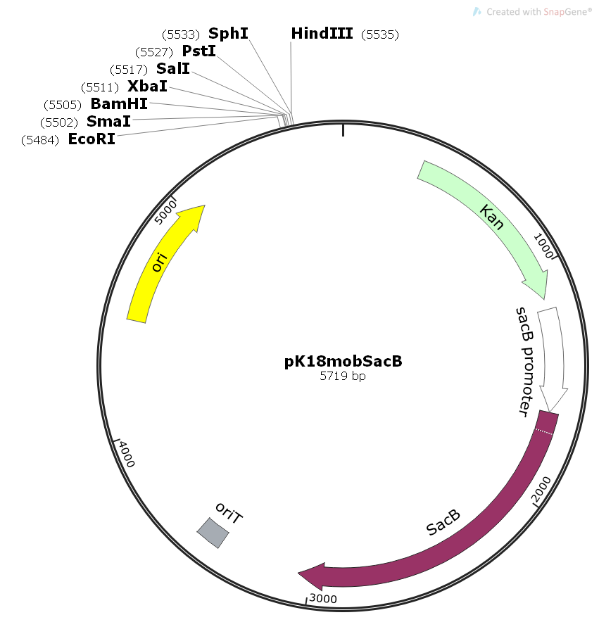 pk18mobsacb大肠自杀质粒