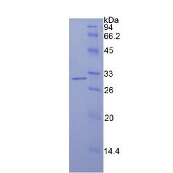 异柠檬酸脱氢酶1(IDH1)重组蛋白(多属种)