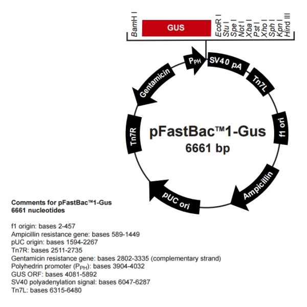 pFastBac1-Gus昆虫胞内质粒