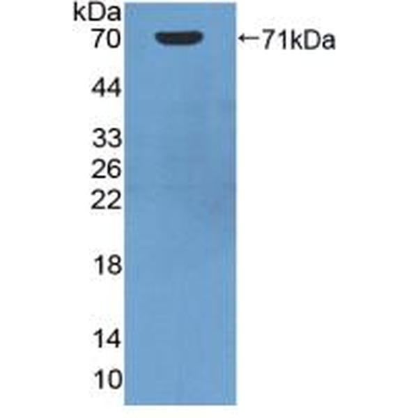 钠钾氯协同转运蛋白2(NKCC2)多克隆抗体