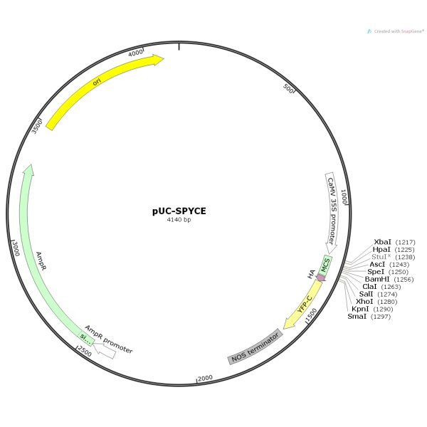 pUC-SPYCE植物BIFC双分子荧光质粒