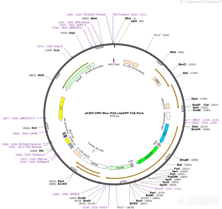 pCDH-CMV-exosome booster-EF1-Hygro.png