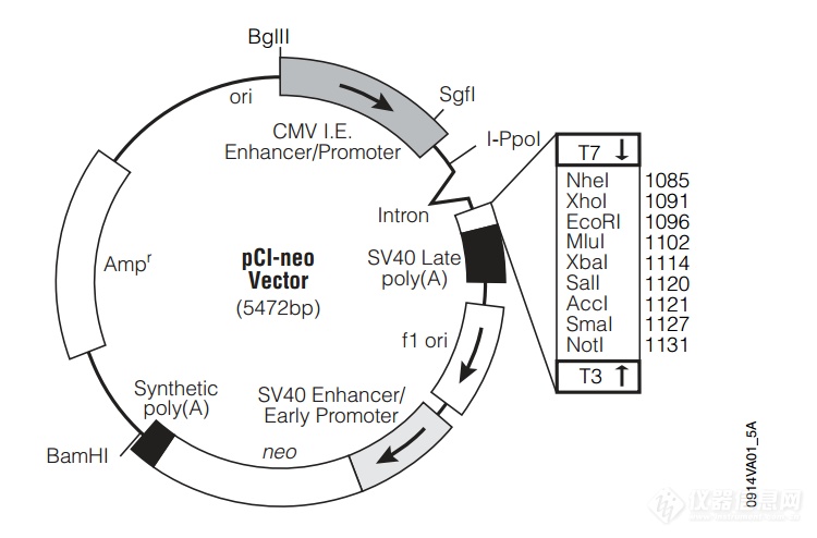 pCI-neo.png