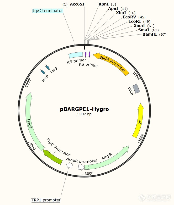 pBARGPE1-Hygro.png