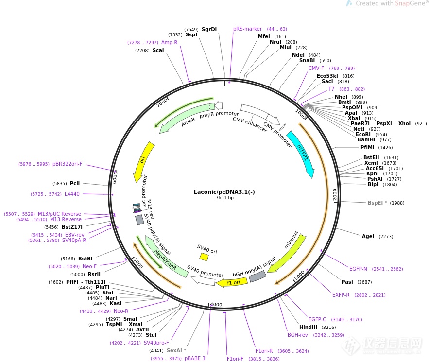 pcDNA3.1-Laconic.png