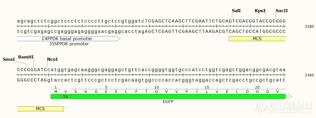 pHBT-GFP-NOS1.png