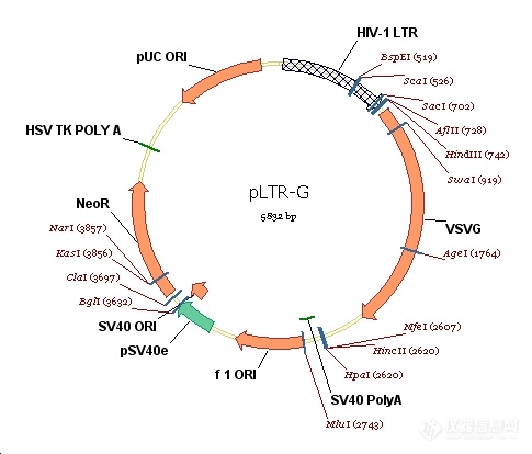 pLTR-G.jpg