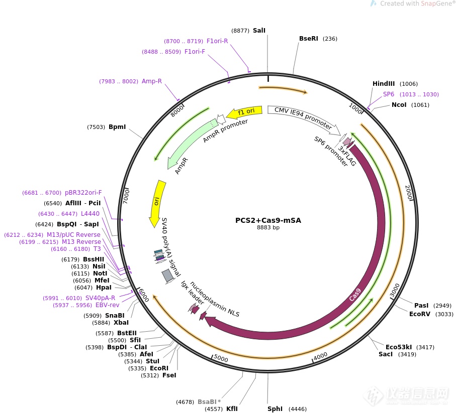 PCS2+Cas9-mSA.png