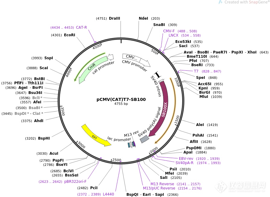 pCMV(CAT)T7-SB100.png