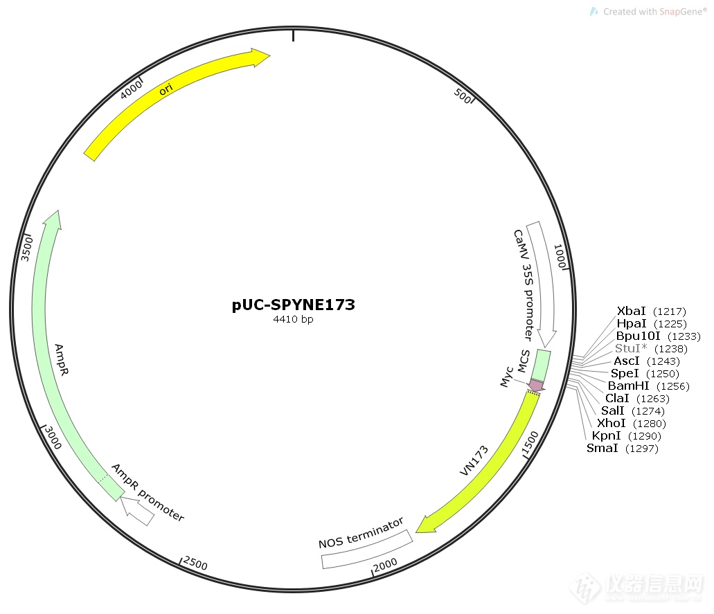 pUC-SPYNE173.png