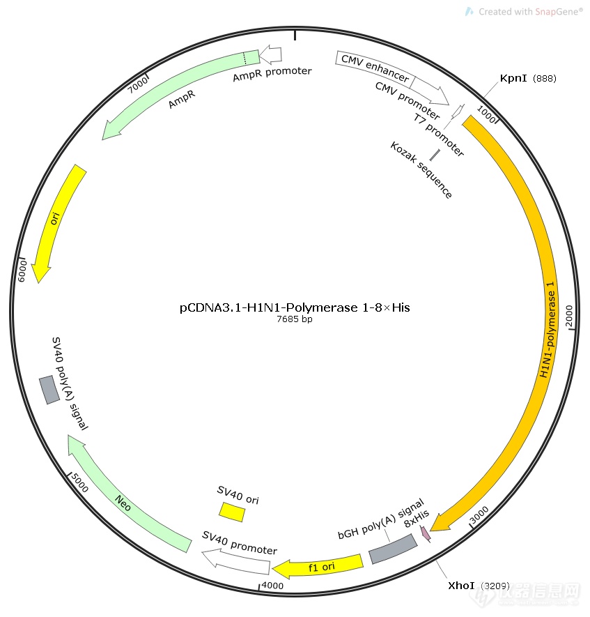 pCDNA3.1-H1N1-Polymerase 1.png