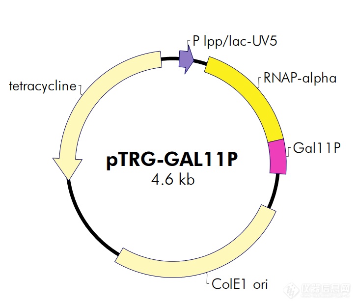 pTRG-GAL11P.png