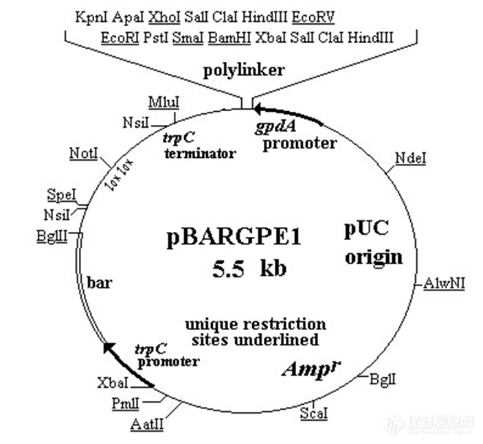 pbargpe1真菌表達質粒_價格_上海欽誠生物科技有限公司