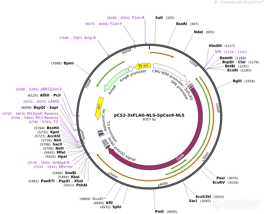 pUC57-Simple-gRNA backbone.png