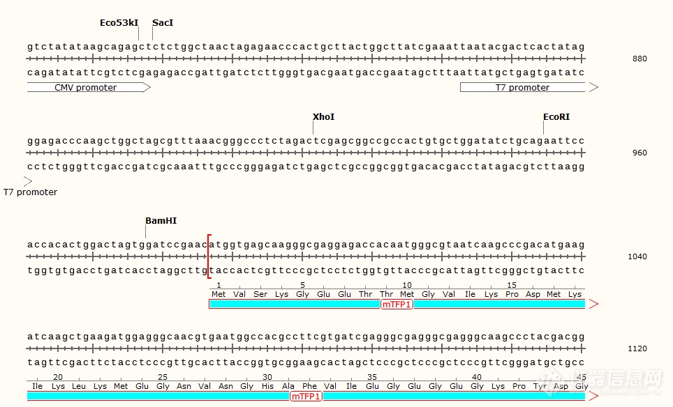 pcDNA3.1-Laconic1.png