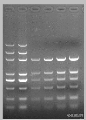 pDL2000 DNA Marker.jpg