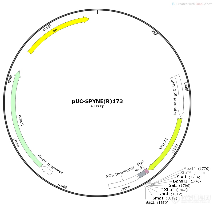 pUC-SPYNE(R)173.png