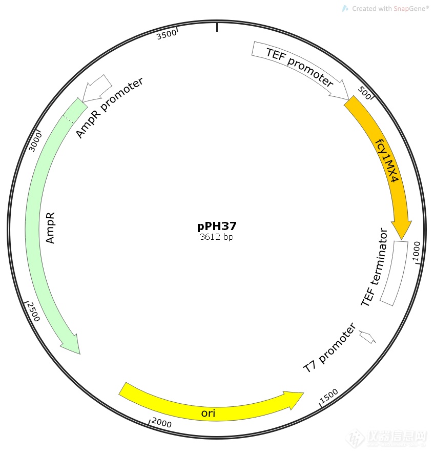 pph37酵母基因質粒_價格_上海欽誠生物科技有限公司