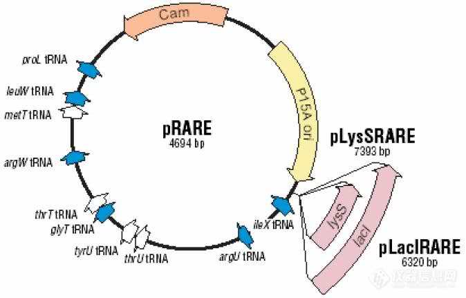 pRARE.jpg