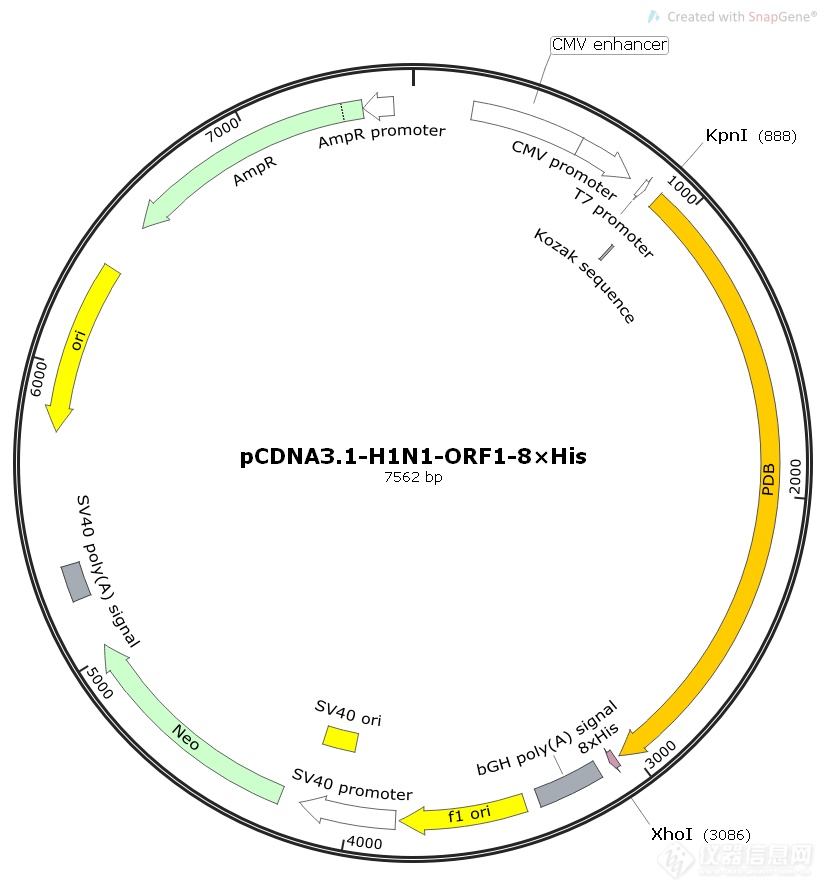 pCDNA3.1-H1N1-ORF1.png