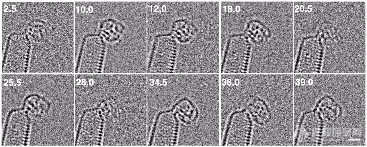 东京大学化学家首次原子分辨透射电镜制作化学合成分子视频