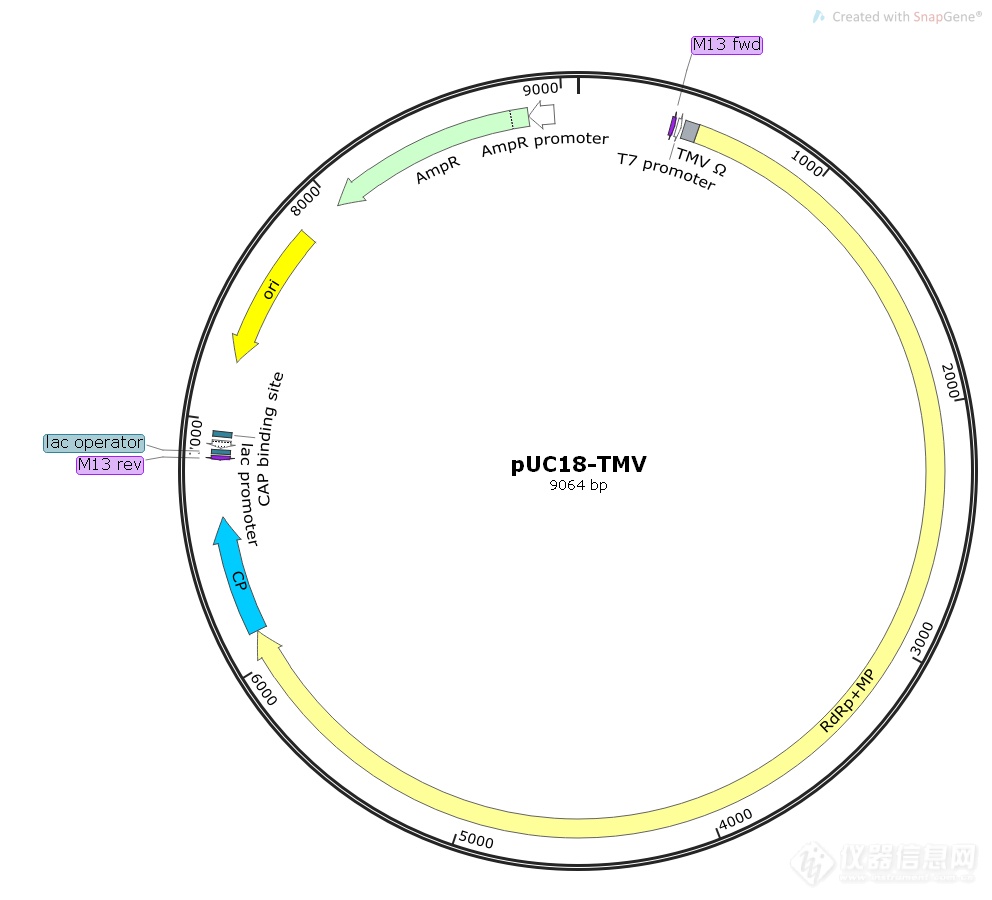 pUC18-TMV.png