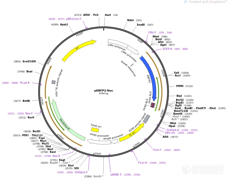 pEBFP-3×NLS.png