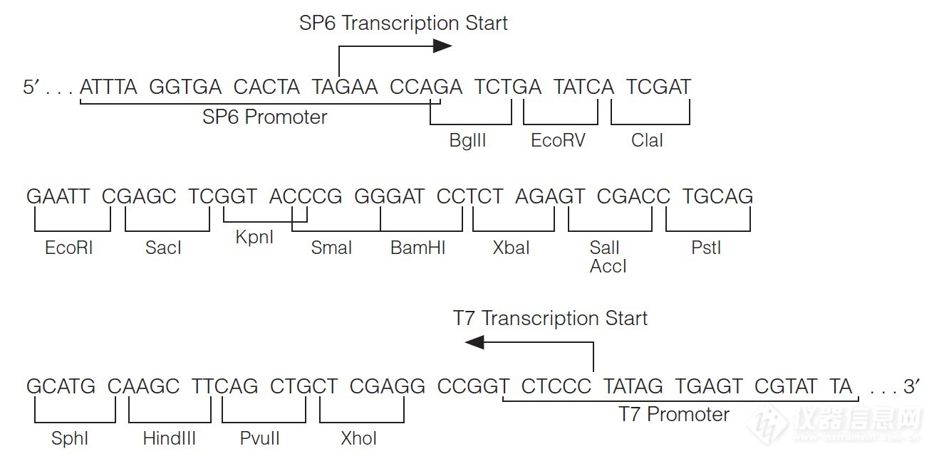 pSP731.jpg