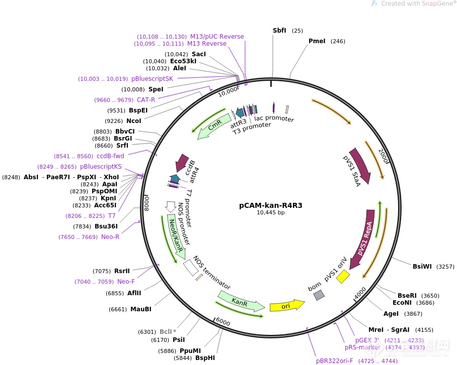 pCAMBIA1307-6×Myc-YNE.png