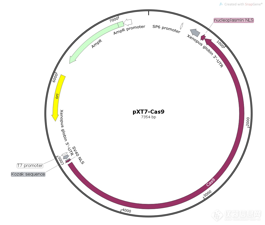 pXT7-Cas9.png