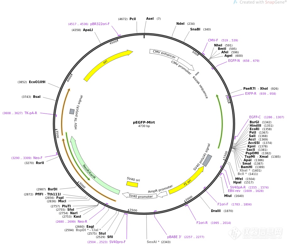 pEGFP-3×NLS.png